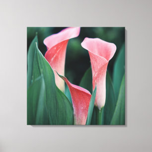 Calla Lilies Pink Flowers Canvas Print