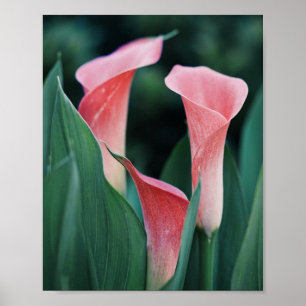 Calla Lilies Pink Flowers Poster