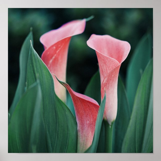 Calla Lilies Pink Flowers Poster (Front)
