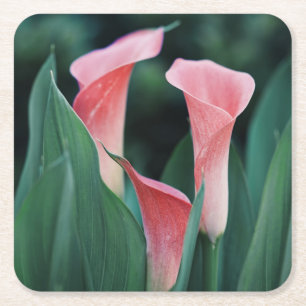 Calla Lilies Pink Flowers Square Paper Coaster