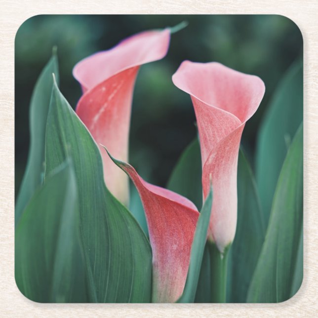 Calla Lilies Pink Flowers Square Paper Coaster (Front)