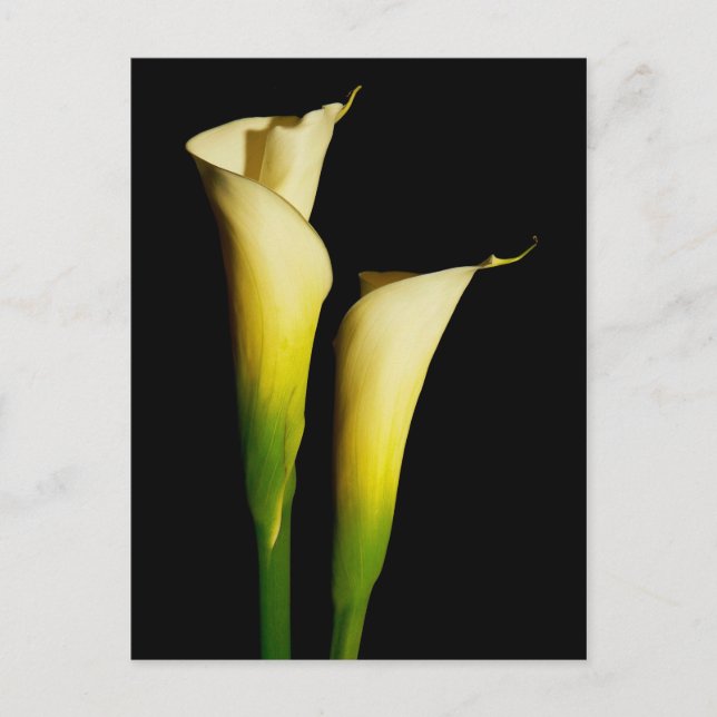 Calla Lilies Postcard (Front)