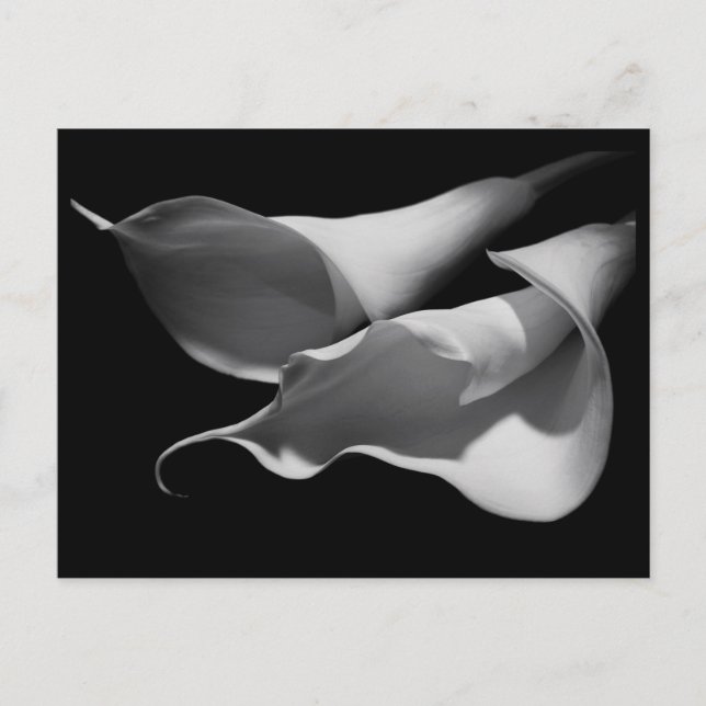 Calla Lilies Postcard (Front)