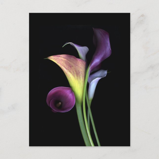 Calla Lilies Postcards (Front)