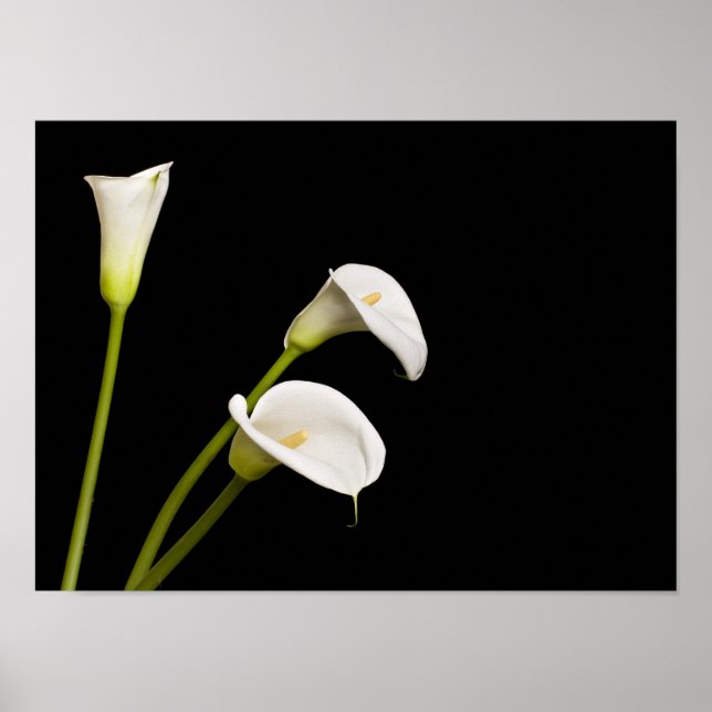 Calla lillies print (Front)