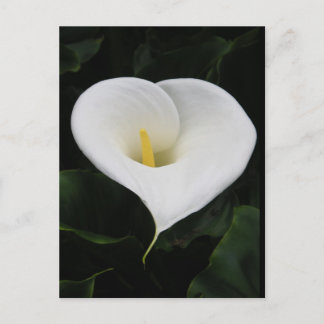 Calla Lilly Postcard