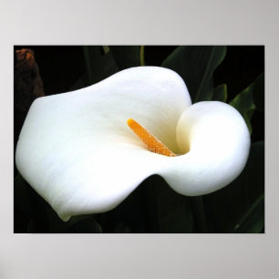 Calla Lilly Poster