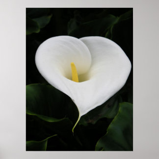 Calla Lilly Poster