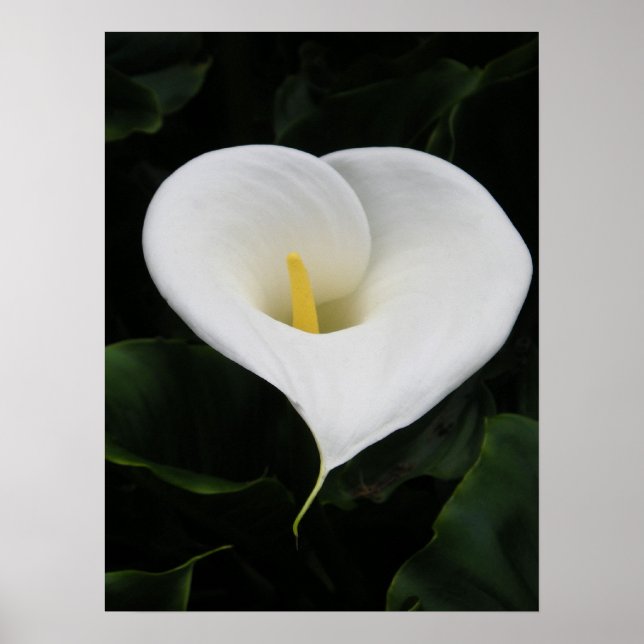 Calla Lilly Poster (Front)