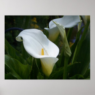 Calla Lilly Print