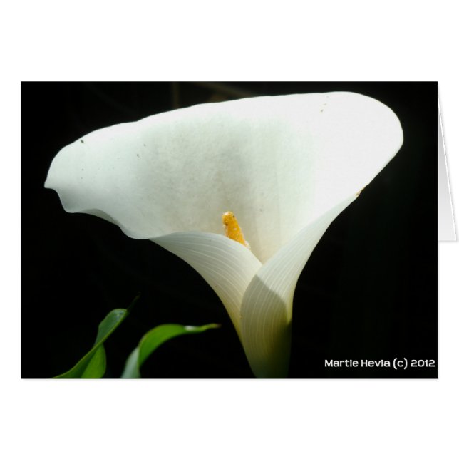Calla Lily (Front Horizontal)