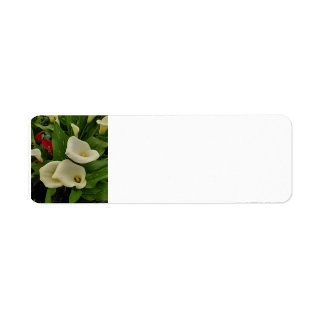 Calla lily (Front)