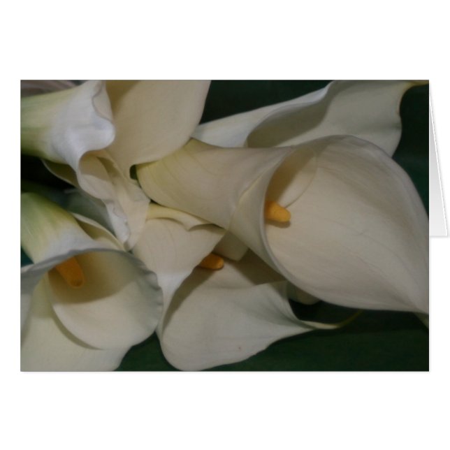 Calla Lily (Front Horizontal)