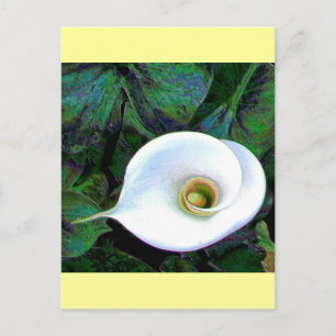 Calla Lily 2011 Postcard