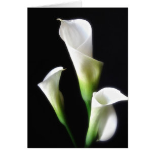 Calla Lily 3