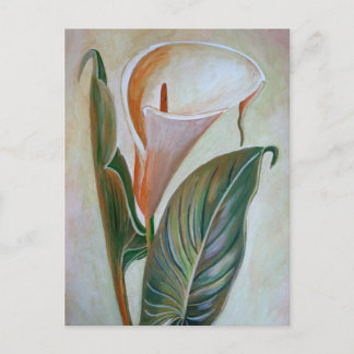Calla Lily Beautiful Botanical Art Postcard