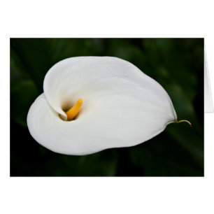 'Calla Lily' Blank Card