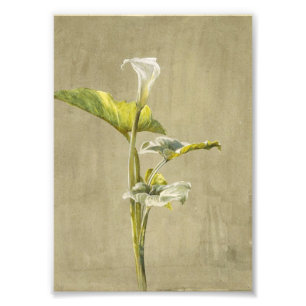 Calla Lily by Fidelia Bridges Photo Print