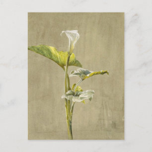Calla Lily by Fidelia Bridges Postcard
