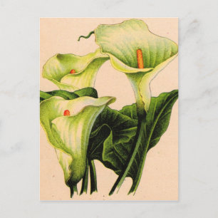 calla lily calla lilies postcard