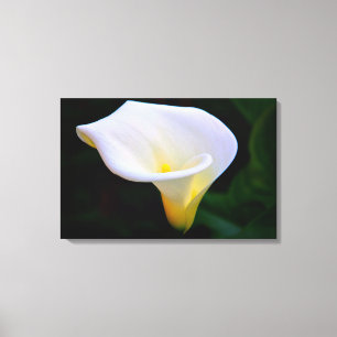 Calla Lily Canvas Print