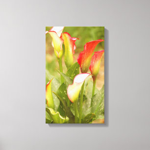 Calla Lily Canvas Print