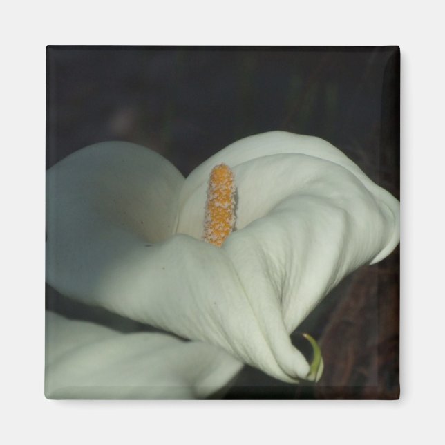 Calla Lily Dawn Magnet (Front)