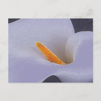 Calla Lily Illustration Art Collectable Postcards