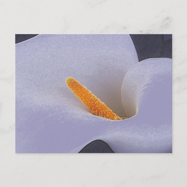 Calla Lily Illustration Art Collectable Postcards (Front)