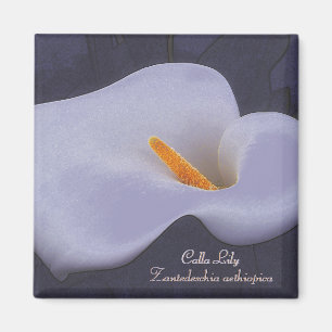 Calla Lily Illustration Fridge Magnets