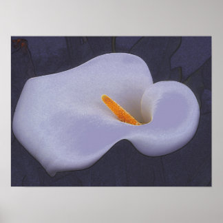 Calla Lily Illustration Poster Art