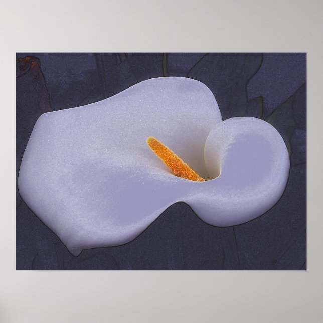 Calla Lily Illustration Poster Art (Front)
