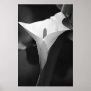 Calla Lily in black and white Poster