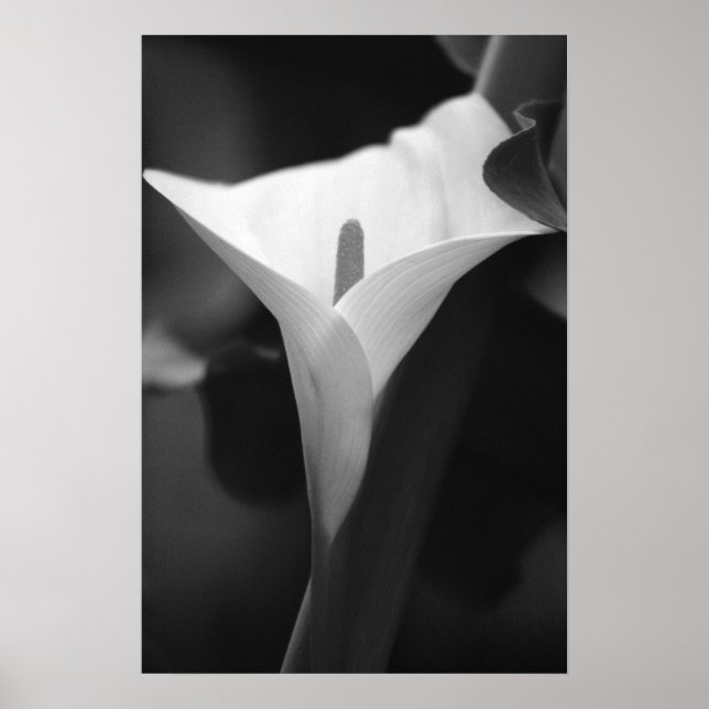 Calla Lily in black and white Poster (Front)