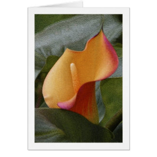 Calla Lily Jungle
