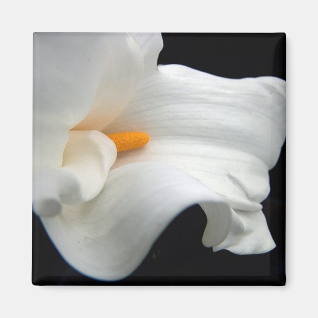 Calla lily magnet (Front)
