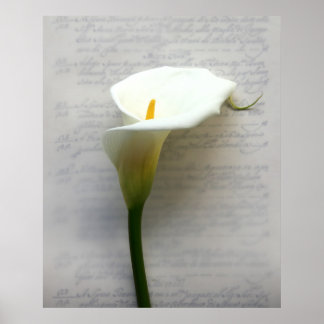 calla lily on old handwriting huge poster