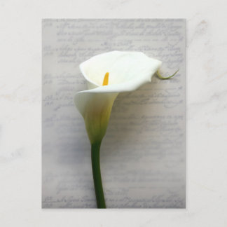 calla lily on old handwriting postcard