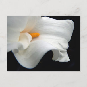 Calla Lily Postcard