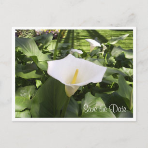 Calla-Lily Postcard