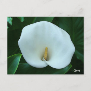 Calla Lily - Postcard