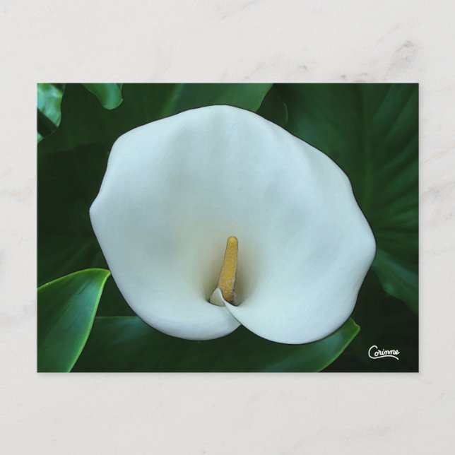 Calla Lily - Postcard (Front)