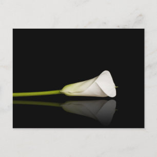 Calla lily postcard