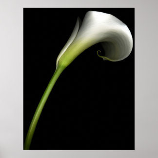Calla Lily Poster