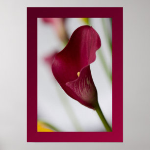 Calla lily Poster
