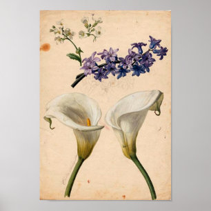 Calla Lily Vintage Botanical Print