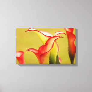 Calla Lily Wall Art