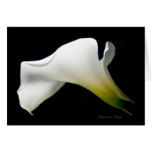 Calla Lily--with grace and style*: