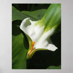 Calla Lily, Zantedeschia Poster