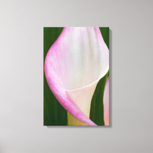 Calla Pano Canvas Print
